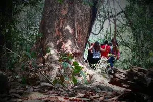 Vào rừng Nam Cát Tiên ngắm cây gõ bác Đồng 700 năm tuổi