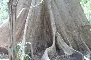 Cây Tung cổ thụ rừng Nam Cát Tiên bị khắc chữ nham nhở