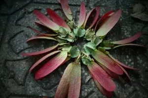 Sài Gòn lãng mạn mùa trái dầu bay