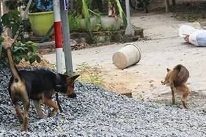 Hàng xóm đánh nhau chấn thương sọ não vì... con chó 