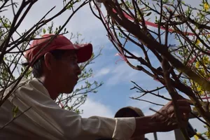 Bến Bình Đông: Hoa tươi, người héo