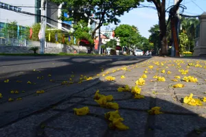 Mồng 1 Tết ở Sài Gòn: Những con đường bình yên