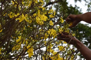 'Lão' mai khổng lồ, tỏa mùi thơm giá hơn 200 triệu