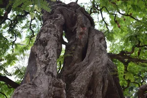 Lão me hơn 400 tuổi khiến ai đi qua cũng ngước nhìn