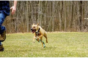 Nuôi chó sướng thân nhưng đừng hại người khác