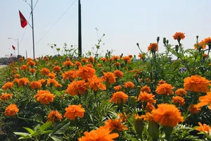 Ngỡ ngàng con đường rực vàng hoa vạn thọ 