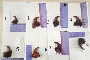 Lãnh 15 tháng tù vì rao bán móng gấu trên mạng xã hội