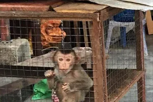 Phát hiện mua bán động vật hoang dã gọi ngay số điện thoại này