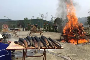 Cần biến tiêu hủy ngà voi trở thành thông lệ tại Việt Nam!
