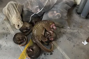 Lãnh 13 năm tù vì nuôi nhốt, tàng trữ trái phép tê tê