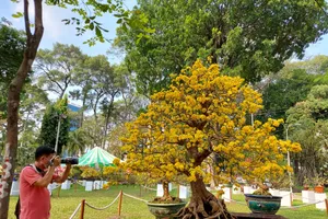 Ngẩn ngơ ngắm ‘cụ’ mai khổng lồ giá 2 tỉ tại Hội hoa xuân 