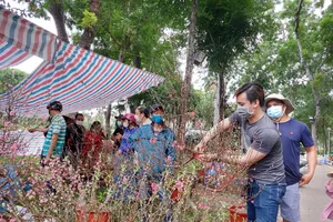 Hoa đào đất Bắc bung nở rực rỡ hút khách Sài thành