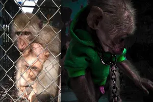 Nuôi nhốt khỉ đuôi dài trái phép, một người bị phạt 10 triệu đồng
