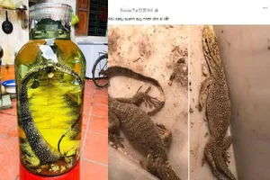 Tại sao nuôi nhốt kỳ đà vân bị phạt tới 7 năm tù?