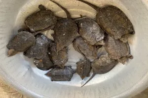 Vì sao chỉ vận chuyển rùa đầu to mà bị phạt tới 10 năm tù