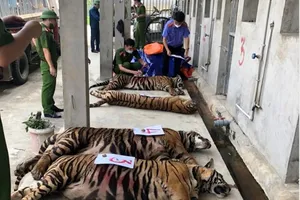 Người nuôi nhốt 14 con hổ như nuôi heo ở Nghệ An bị phạt 7 năm tù