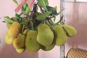 Hoa quả độc, lạ ở tuần lễ trái cây quận 8