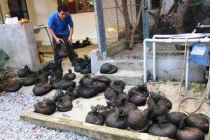 70 động vật quý hiếm 'kêu cứu' vì vướng... Luật Tố tụng hình sự