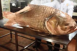 Cá hô nặng hơn 1 tạ được đưa về Sài Gòn lên bàn nhậu