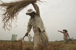 Nông dân Sài Gòn gặt lúa 'chạy' Tết