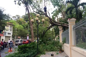 Clip cây cổ thụ trăm tuổi trong Dinh Độc Lập bật gốc