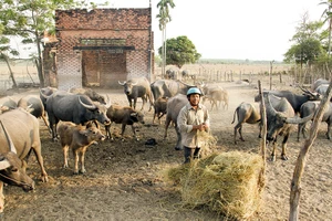 Siêu dự án Công viên Sài Gòn Safari mênh mông... cỏ hoang
