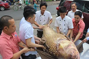 Cá hô quý hiếm hơn 1 tạ lại về nhà hàng tại TP.HCM