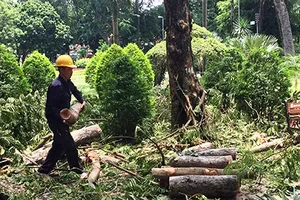 Cây tét nhánh đè trúng cụ bà, người chơi pokemon nháo nhào bỏ chạy