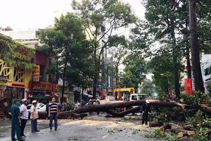 Cây cổ thụ hàng chục mét đổ sập đè người trọng thương ở TP.HCM