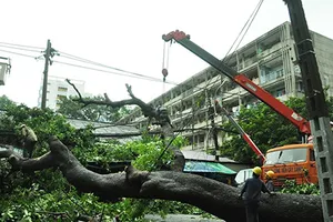 TP.HCM: Cây xà cừ cổ thụ đổ sập, hàng chục người tháo chạy