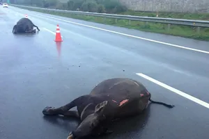 Xe tông chết hai con trâu trên cao tốc