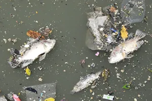 Cá chết la liệt trên kênh Nhiêu Lộc - Thị Nghè