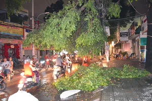 Cây xanh tét nhánh, gãy đè đường dây điện trong mưa lớn