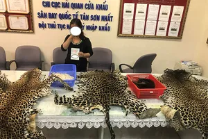 12 đuôi voi, da báo... bị hải quan Tân Sơn Nhất bắt giữ