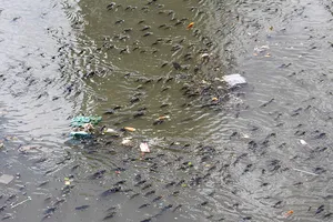 Hàng ngàn con cá nổi đặc kênh Nhiêu Lộc - Thị Nghè