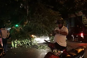 Cây trứng cá bật gốc đè trúng ô tô đang chạy ở TP.HCM