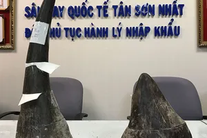 Bắt gần 4 kg sừng tê giác trị giá gần 8 tỉ tại sân bay