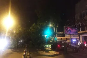 Xà cừ bật gốc đè bẹp ô tô đang chạy ở TP.HCM