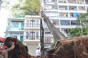 Cây xanh đè trúng nhà ở quận 1, nhiều người tháo chạy
