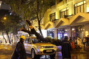 Cổ thụ trên đường Đồng Khởi bật gốc đè trúng ô tô