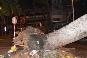 Cây cổ thụ đè trúng cổng Trường ĐH Sài Gòn