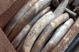 Tạm đình chỉ 4 vụ buôn lậu ngà voi vì hết hạn điều tra