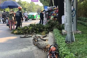 Đang đứng, cô gái bị cành cây rơi trúng đầu 