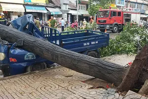 Lốc lớn, cây đổ, tét nhánh, nhà tốc mái hàng loạt ở TP.HCM
