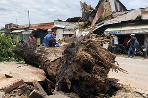 Cổ thụ đè 2 căn nhà tại quận 8, bé gái 13 tuổi bị thương