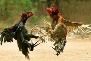 Tổ chức sòng gà ngày cuối tuần để thu tiền xâu ở Thủ Đức