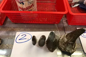 12 khúc sừng tê giá 8 tỉ từ Angola về Tân Sơn Nhất