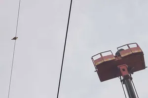 TP.HCM: Giải cứu chim quý mắc kẹt trên dây điện