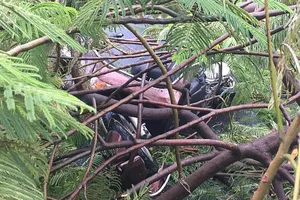 Quận 1: Đang đi xe máy, bị cây phượng gãy đè trọng thương