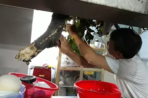 Quận 1: Cây cổ thụ tét nhánh, xuyên thủng nhà dân trong đêm